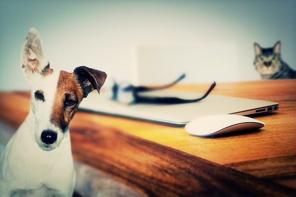  insegnare al cane a saltare la corda