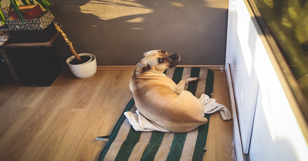 Perché la cagnolina incinta fa il nido?