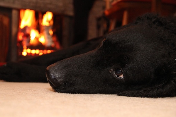 ai cani piace stare vicino al fuoco