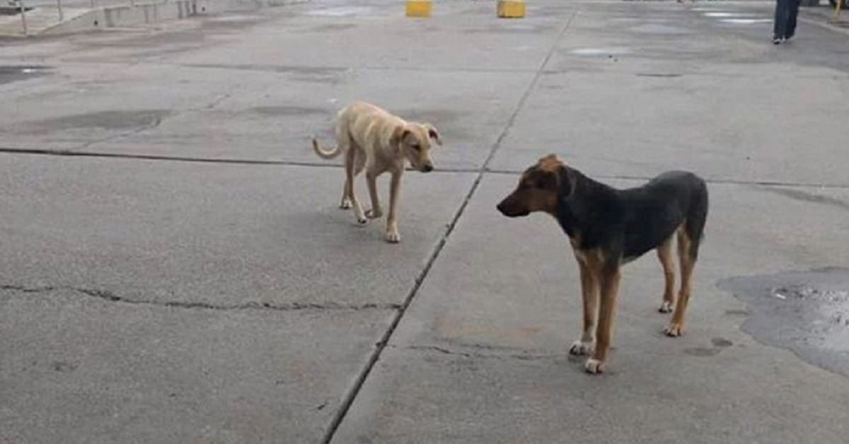 Due cani percorrono più di 30 km per assistere il loro migliore amico