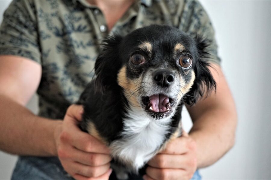 chihuahua con la bocca aperta