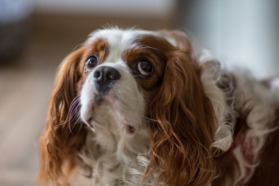 cavalier king charles spaniel