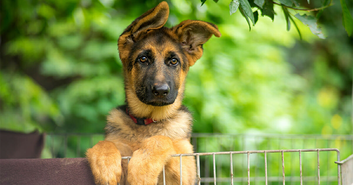 Ematomi nei cani: come si trattano e cosa c’è da sapere