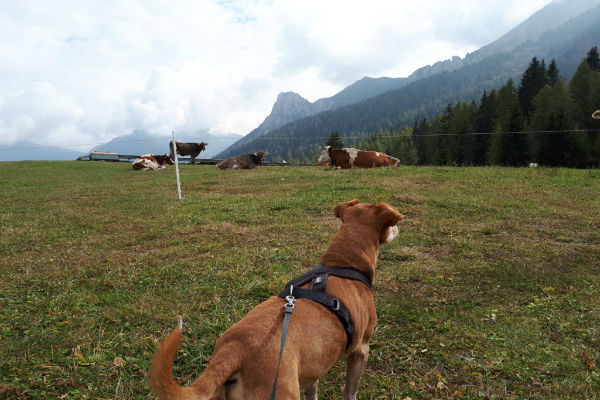 cane in montagna