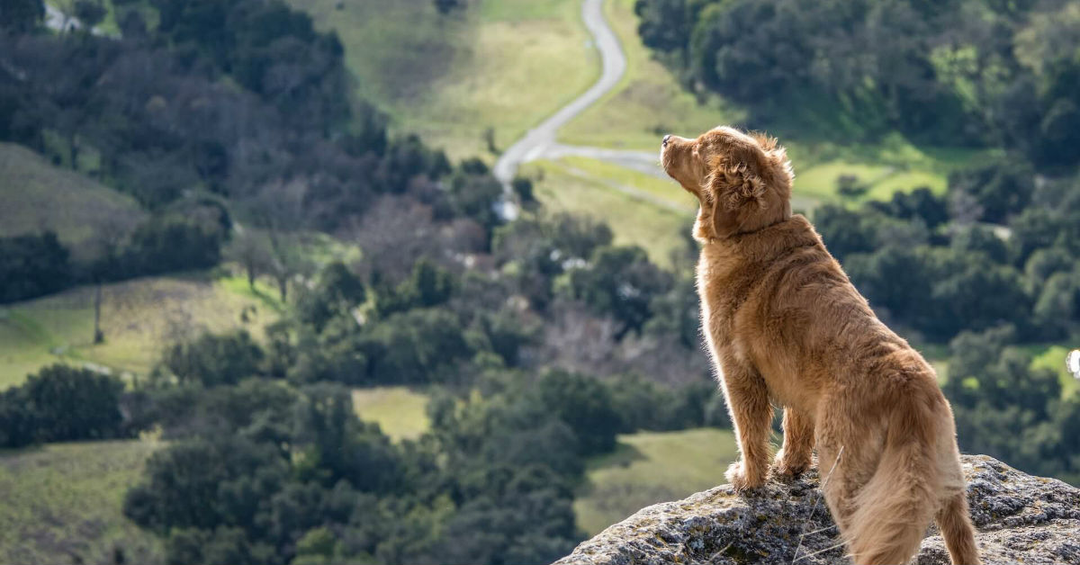 Come fare escursioni con il cane in tutta sicurezza