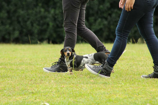 cane e persone