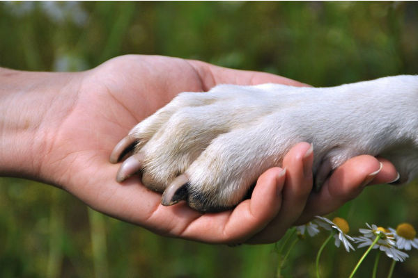 uomo e cane