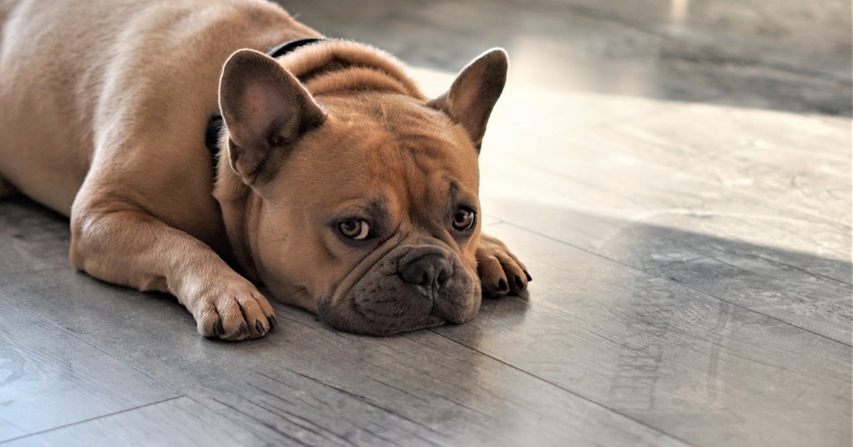 Come insegnare al cane a vergognarsi (per finta!)