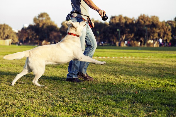 giochi per cani