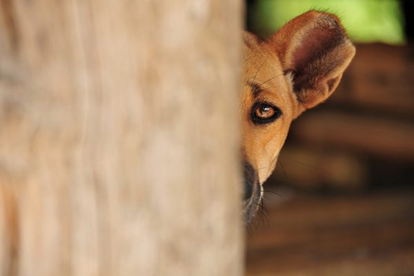 Giochi per i cani