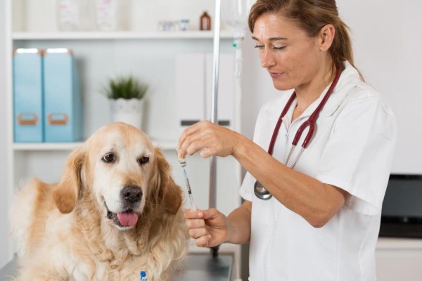 cane dal veterinario