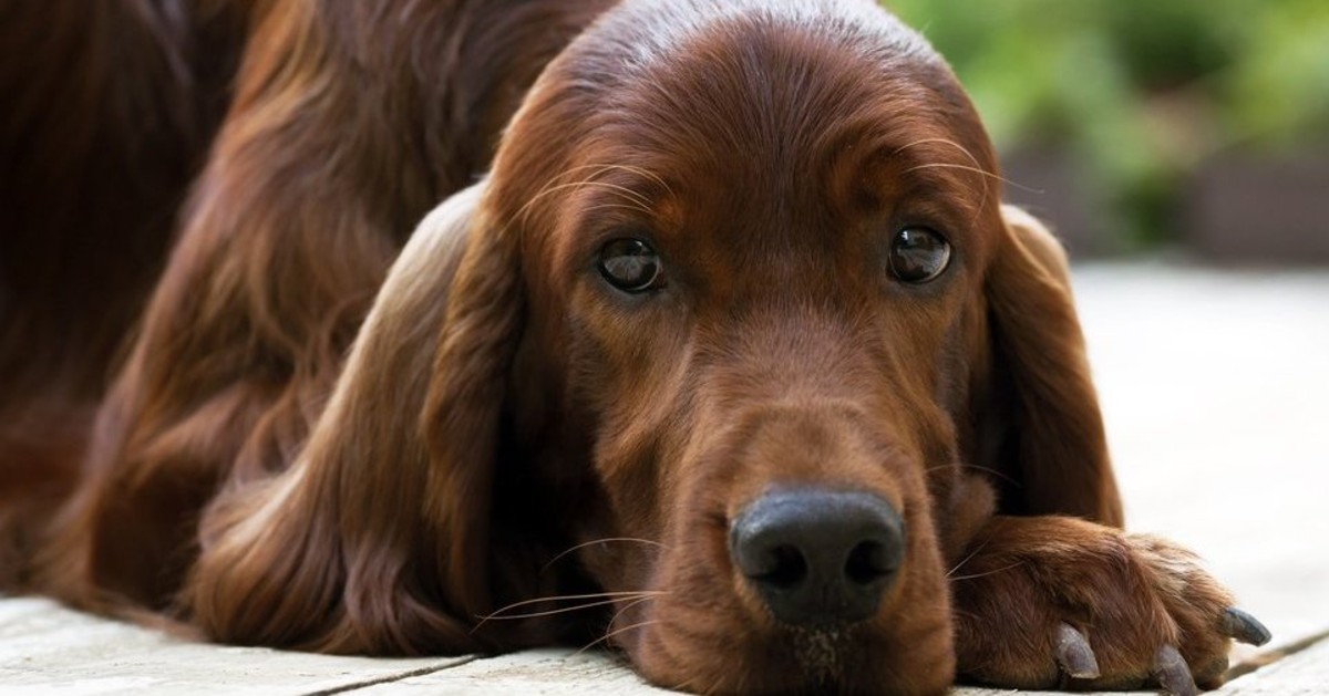 Glomerulonefrite nei cani: cos’è, cause, sintomi e cura