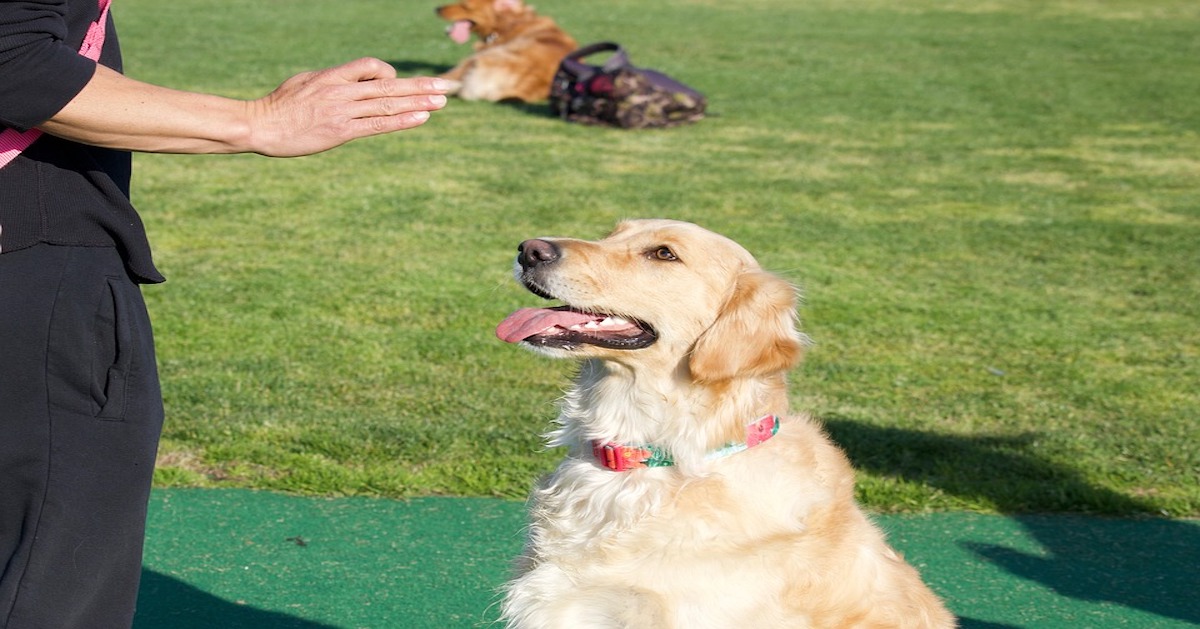 Insegnare al cane a contare: ecco come fare