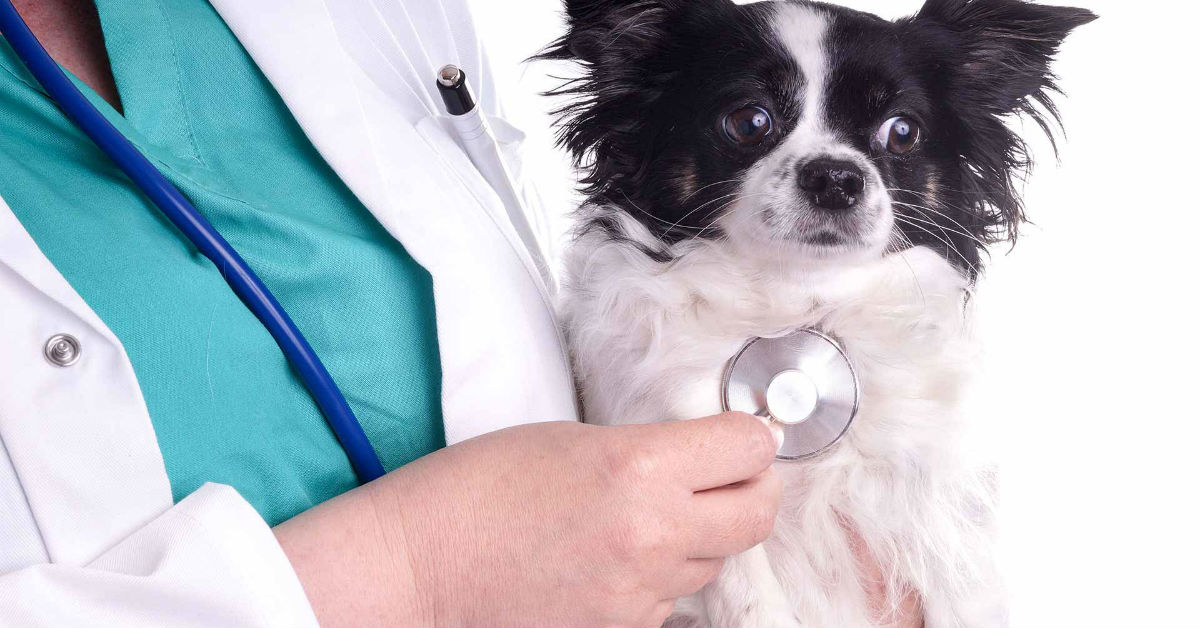 Aborto spontaneo per infezione nel cane: cosa sapere e cosa fare