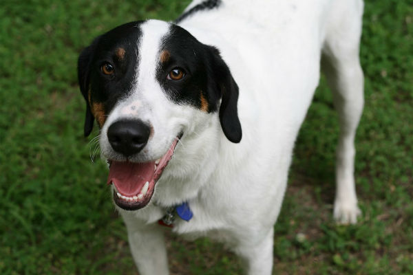 cane bianco e nero