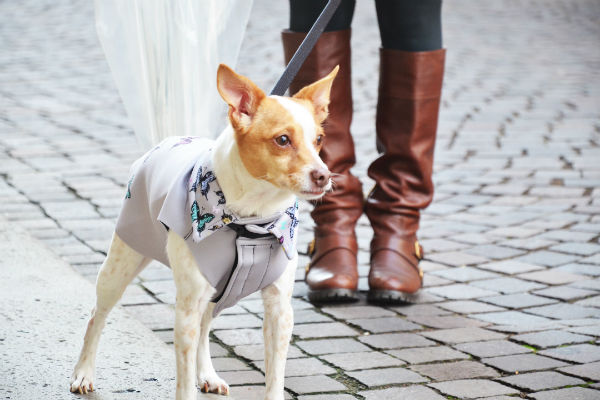 cane a passeggio