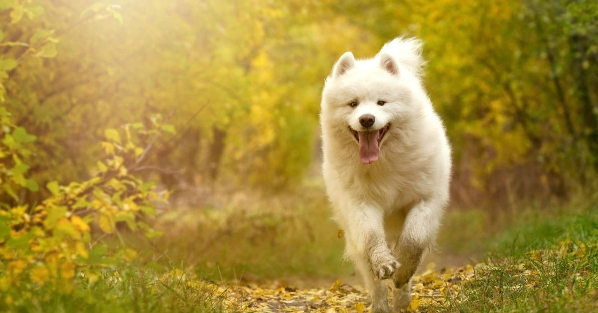 I cani mangiano le ghiande? È sicuro fargliele mangiare?