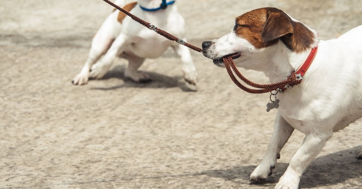 Perché i cani mettono il guinzaglio in bocca?