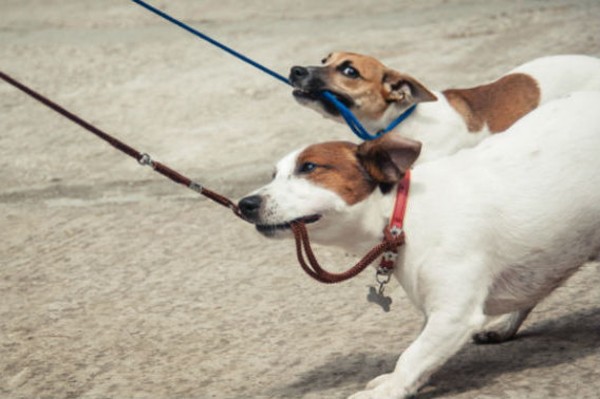 cani tirano il guinzaglio