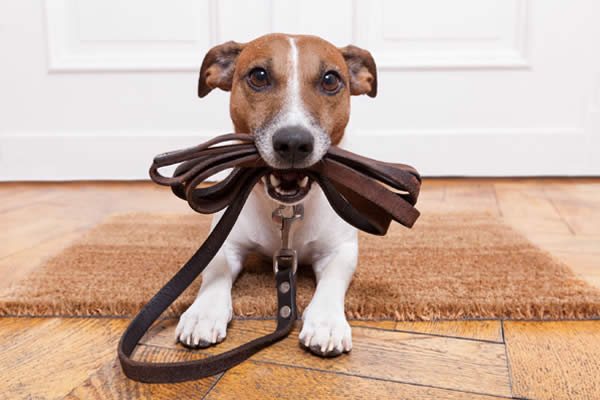 cane davanti alla porta