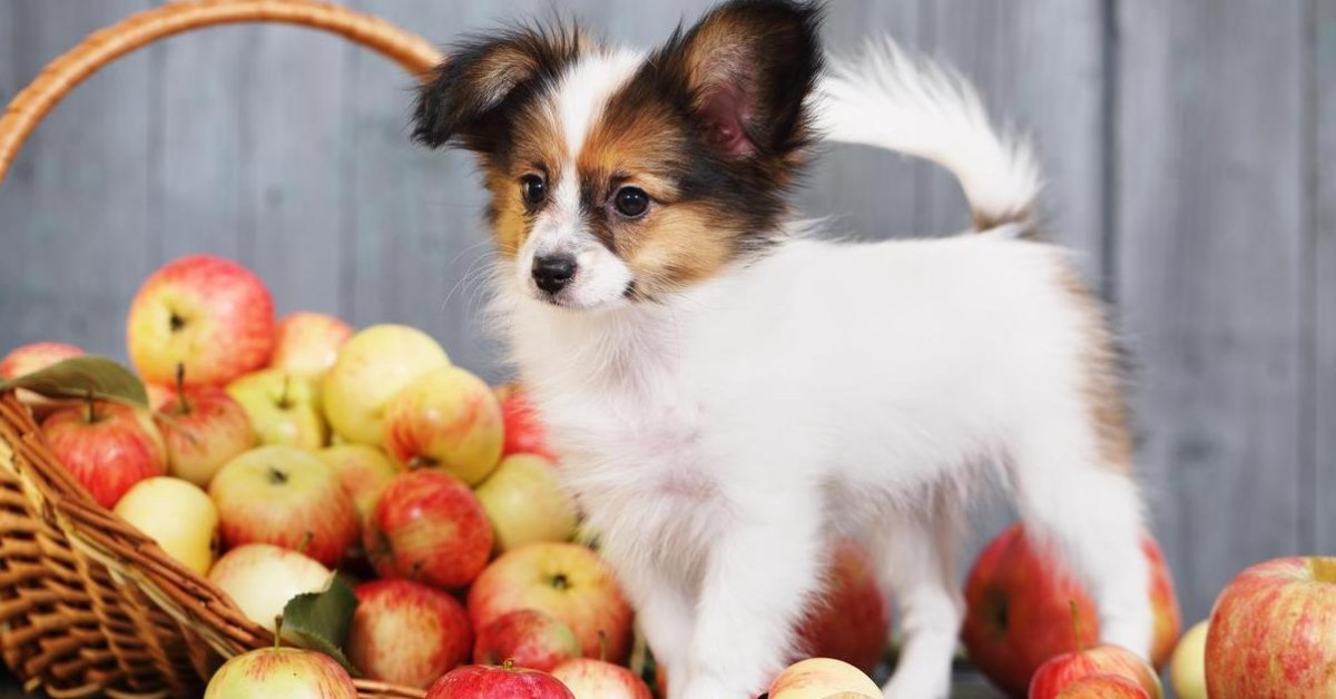 I cani possono bere il succo di mela?