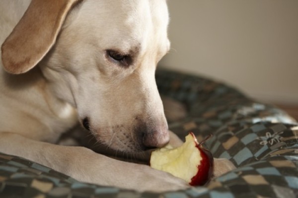 cane mangia una mela