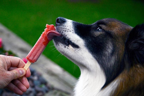 cane lecca un ghiacciolo