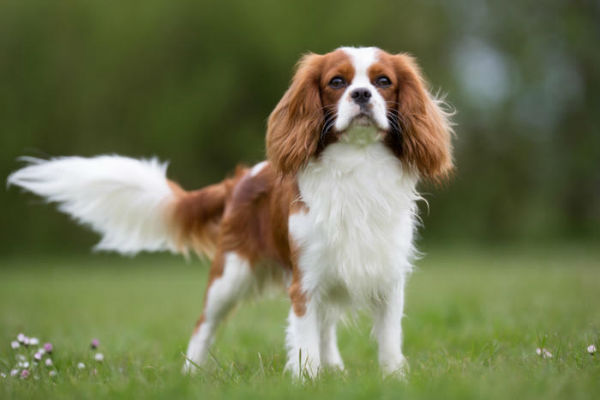 cane che guarda