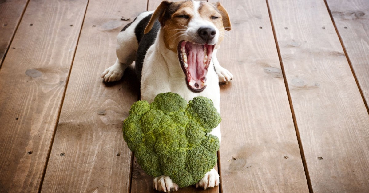 I cani possono mangiare i cavolfiori?