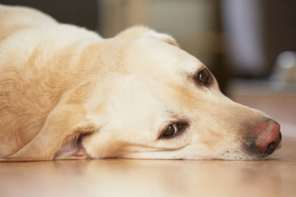 ciclosporiasi nel cane