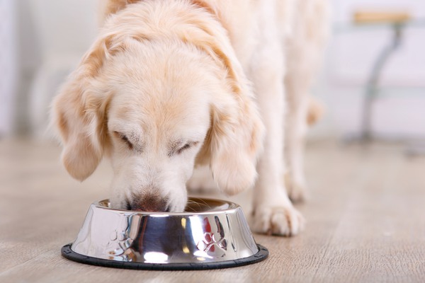 cane mangia dalla ciotola