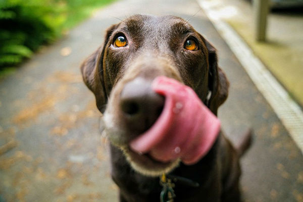 cane che si lecca i baffi