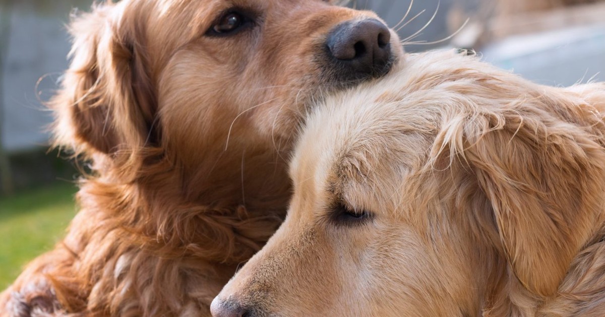 I cani si innamorano di altri cani? Cosa provano?