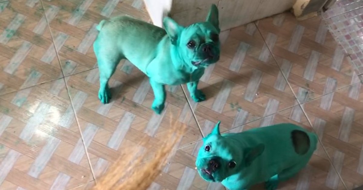 I cuccioli sono diventati di colore verde, mamma cane rimane sconcertata