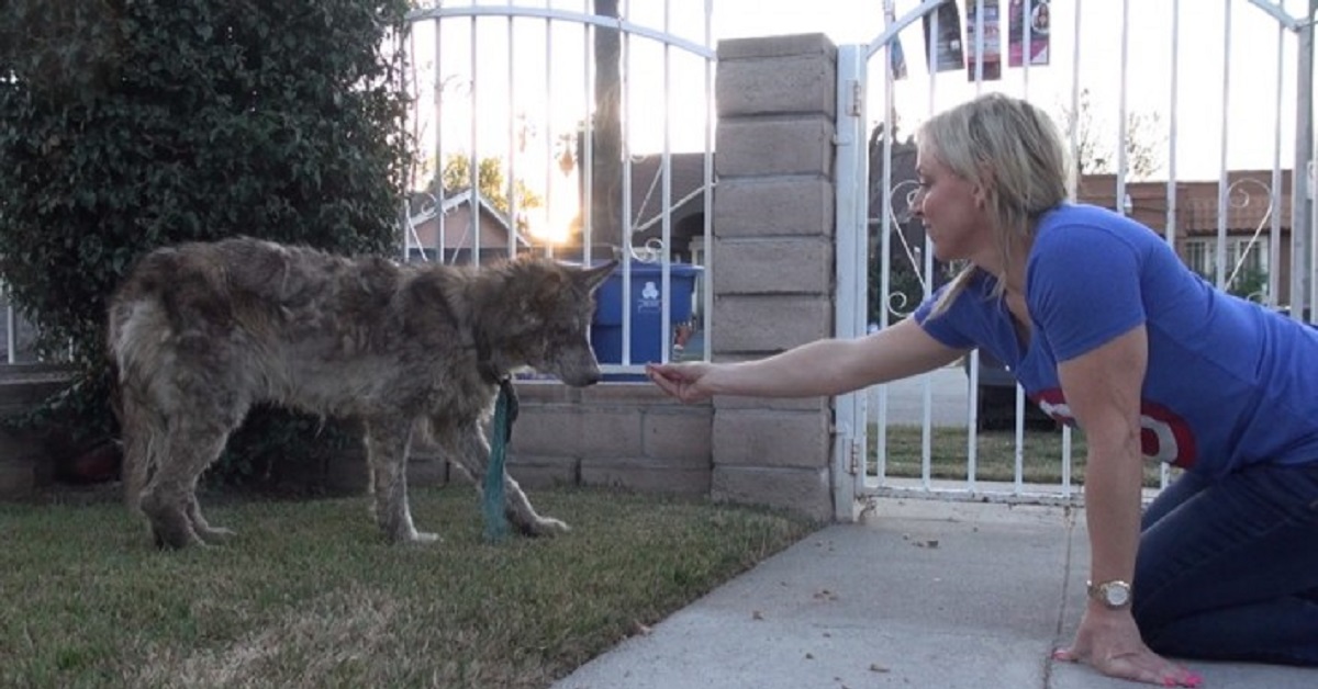 I volontari pensarono di aver salvato un cane, poi la grande sorpresa