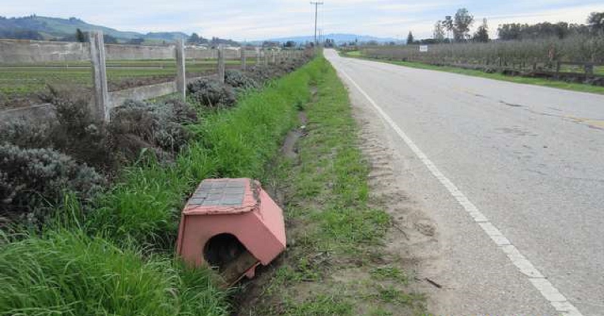 Il cane abbandonato sul ciglio della strada all’interno della sua cuccia rosa