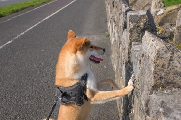 cane appoggiato al muro
