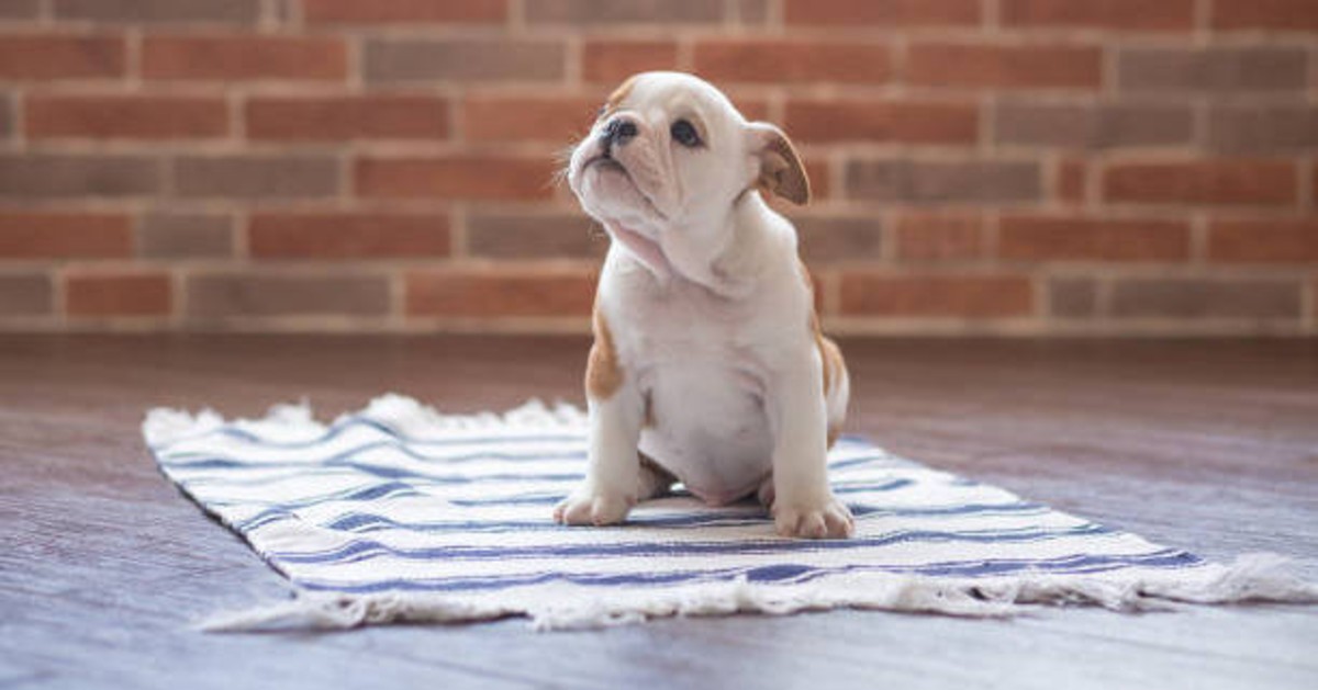 Perché il cane cammina attaccato alla parete?