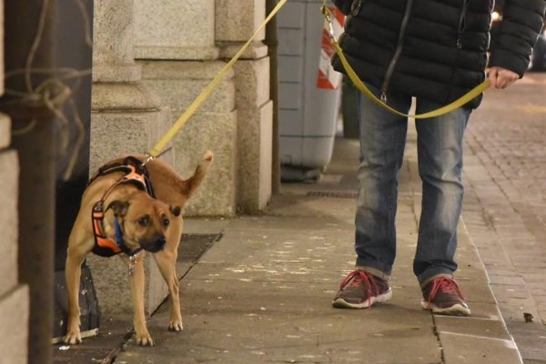 come disinfettare le zampe del cane