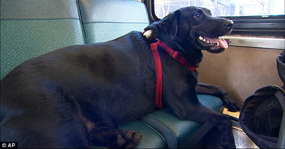 Il cane che prende l’autobus per raggiungere il parco più vicino