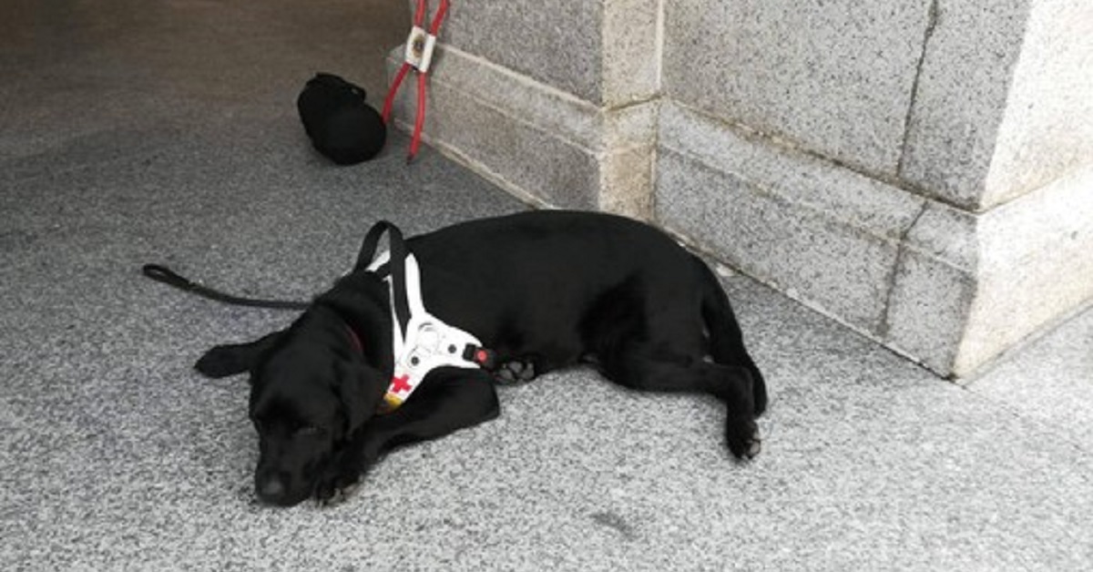 il-cane-guida-viene-rifiutato-da-un-signore-in-chiesa-e-subito-polemica