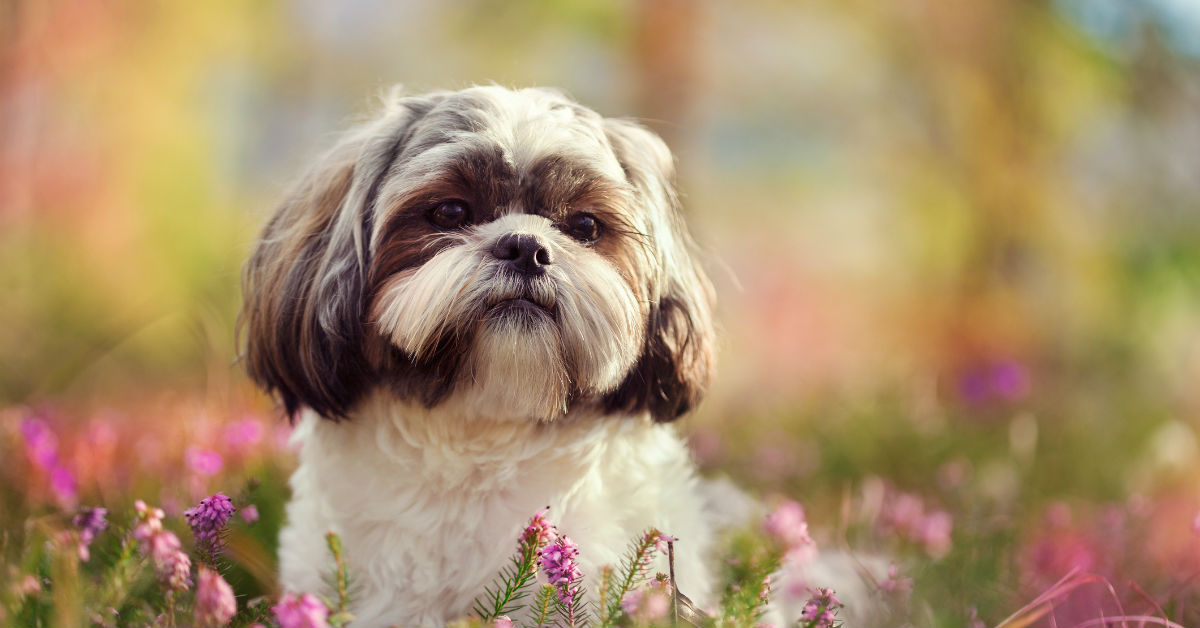 Il cane ha ingerito del polistirolo: cosa si può fare?