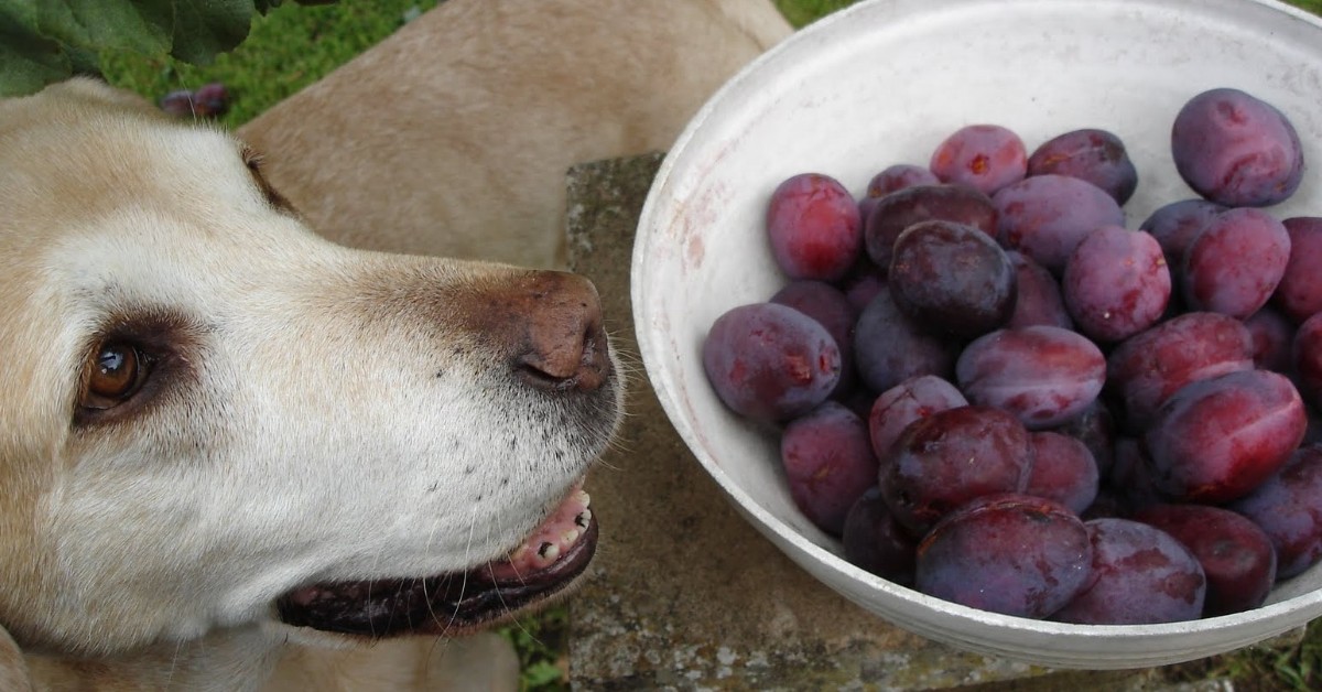 Il cane ha mangiato le prugne, è pericoloso?