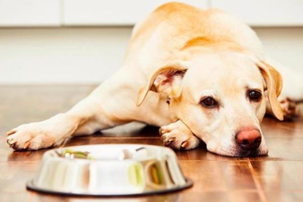 il cane non vuole mangiare