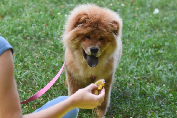 cane mangia la prugna