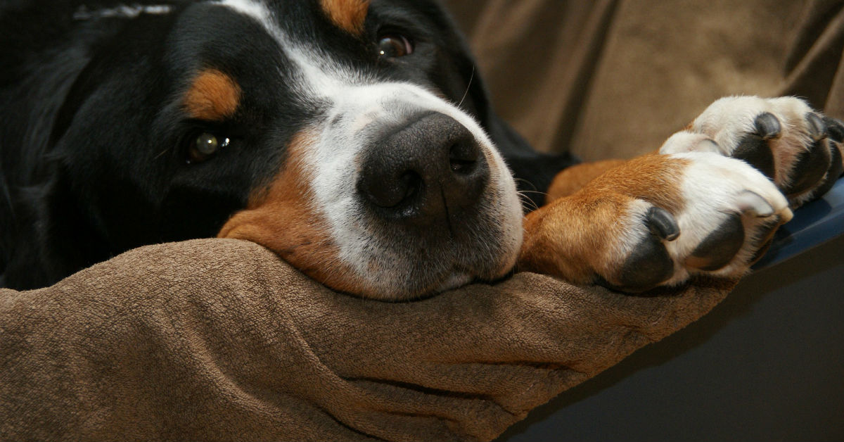 Il cane ha mangiato uno scarafaggio, è pericoloso?