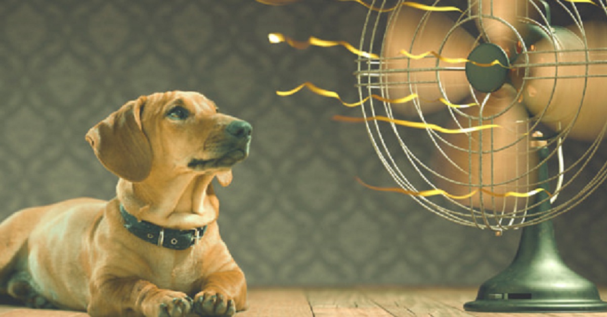 Ai cani serve il ventilatore, quando c’è caldo?