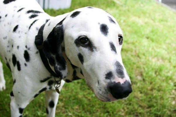 cane dalmata