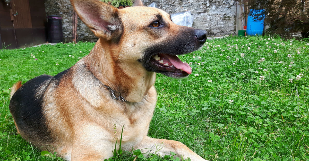 Il cane mangia la placenta dei cuccioli: è normale?