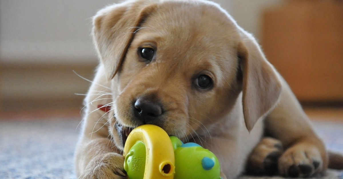 I cani pensano che i giocattoli siano cuccioli? Si sentono responsabili?